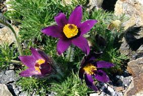 Pulsatilla halleri